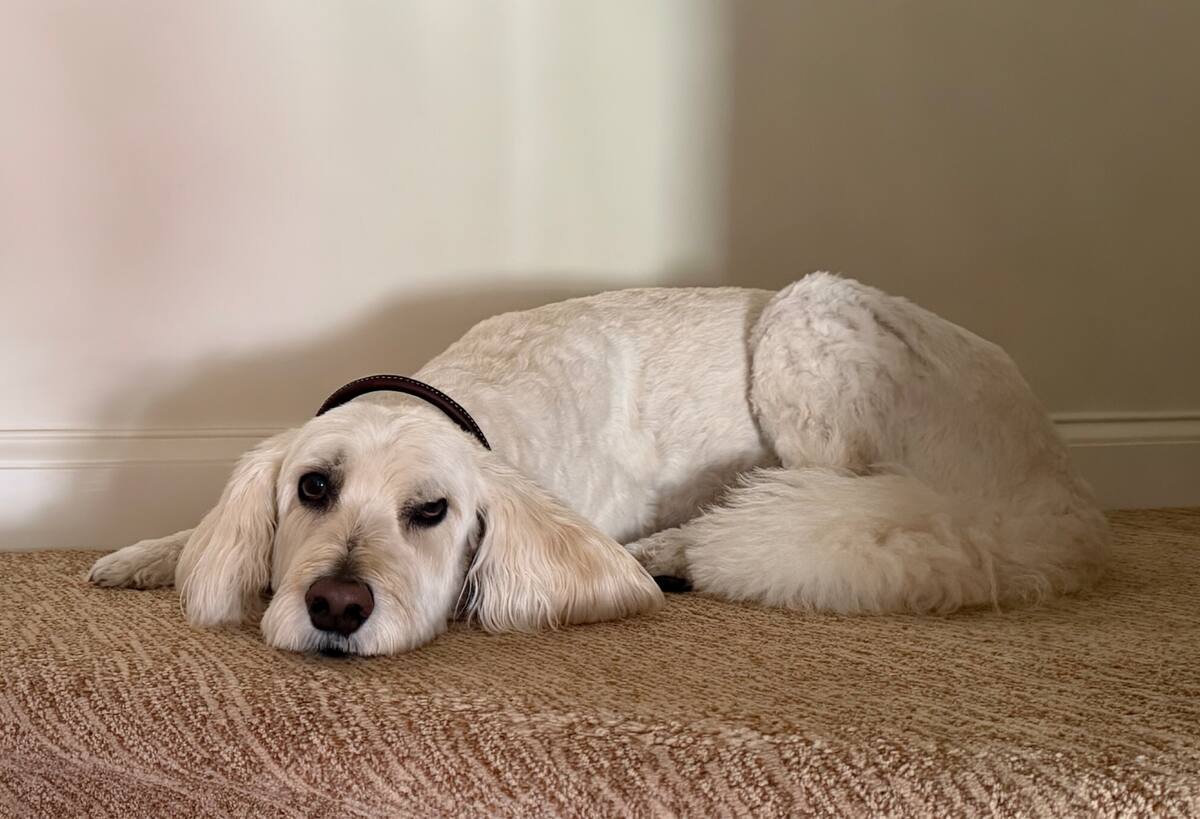 Bailey, a pet guest at Double Rainbow Suites