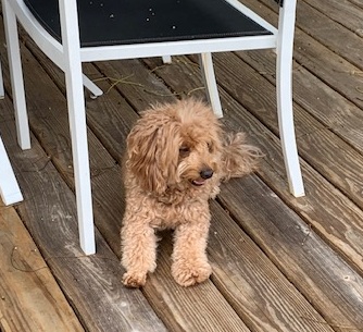 Chip, Pet of the Week at Double Rainbow Suites