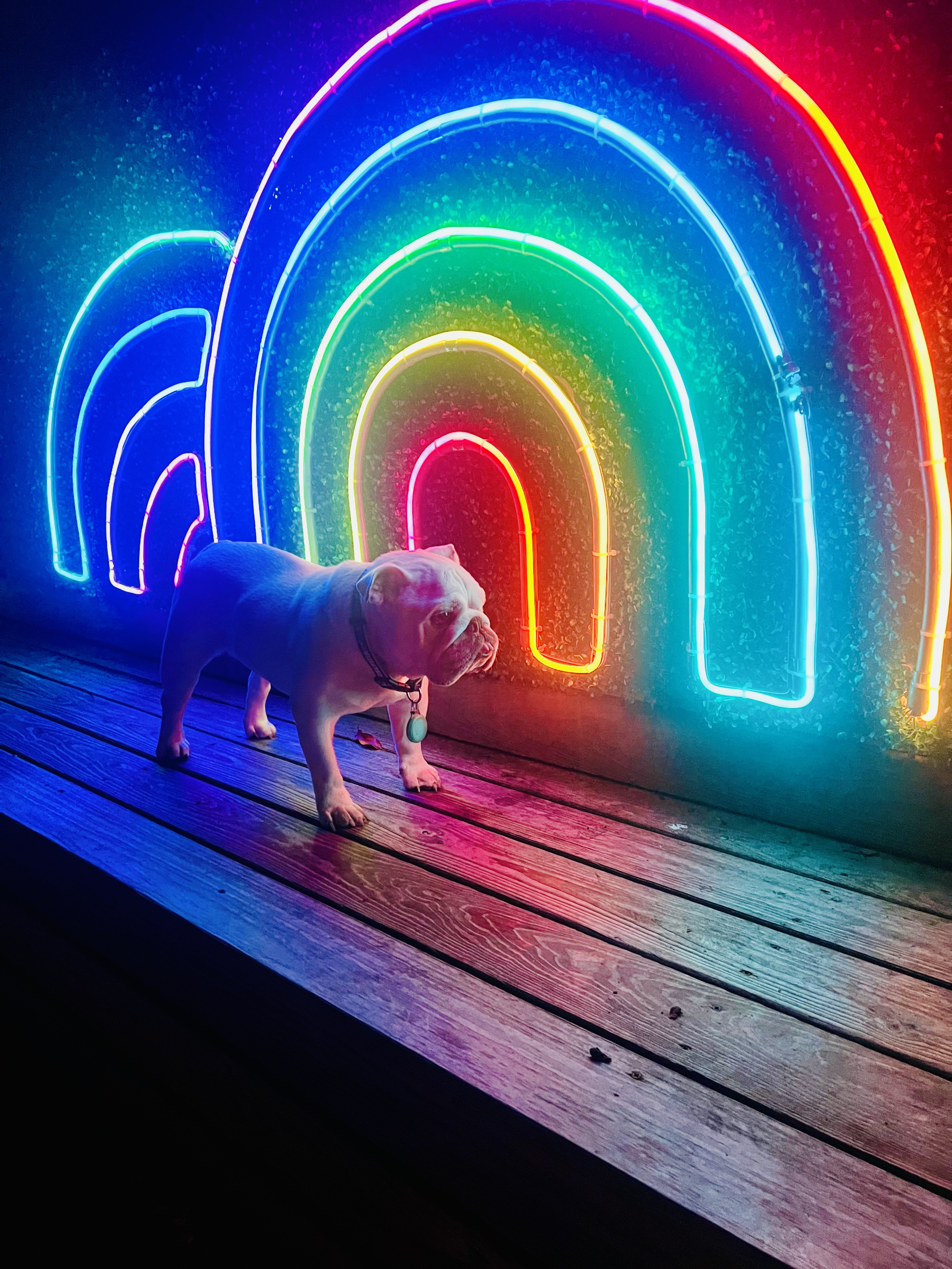 Samson, Pet of the Week at Double Rainbow Suites